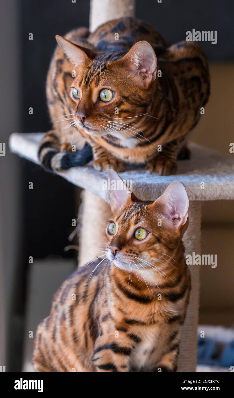 Portrait von bengalischen Katzen, die aus dem Fenster schauen. Katzen im häuslichen Interieur. Tiere und Lifestyle-Konzept Stockfoto