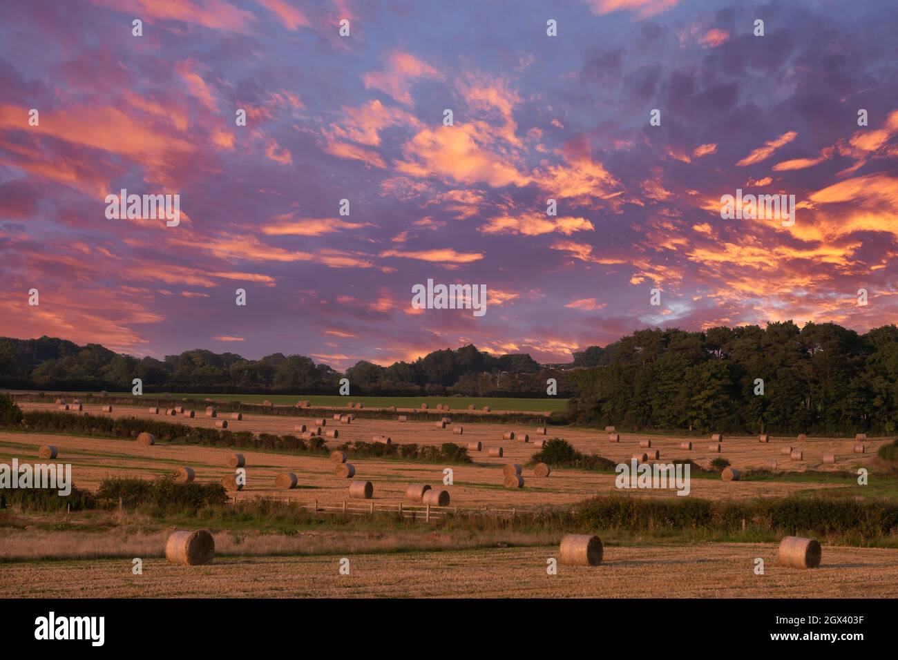 Frisch geschnittene und geballte Heurollen bereit für die nächsten Jahre Futter und Silage. Sonnenuntergangsbild mit strahlend rotem Himmel. Stockfoto