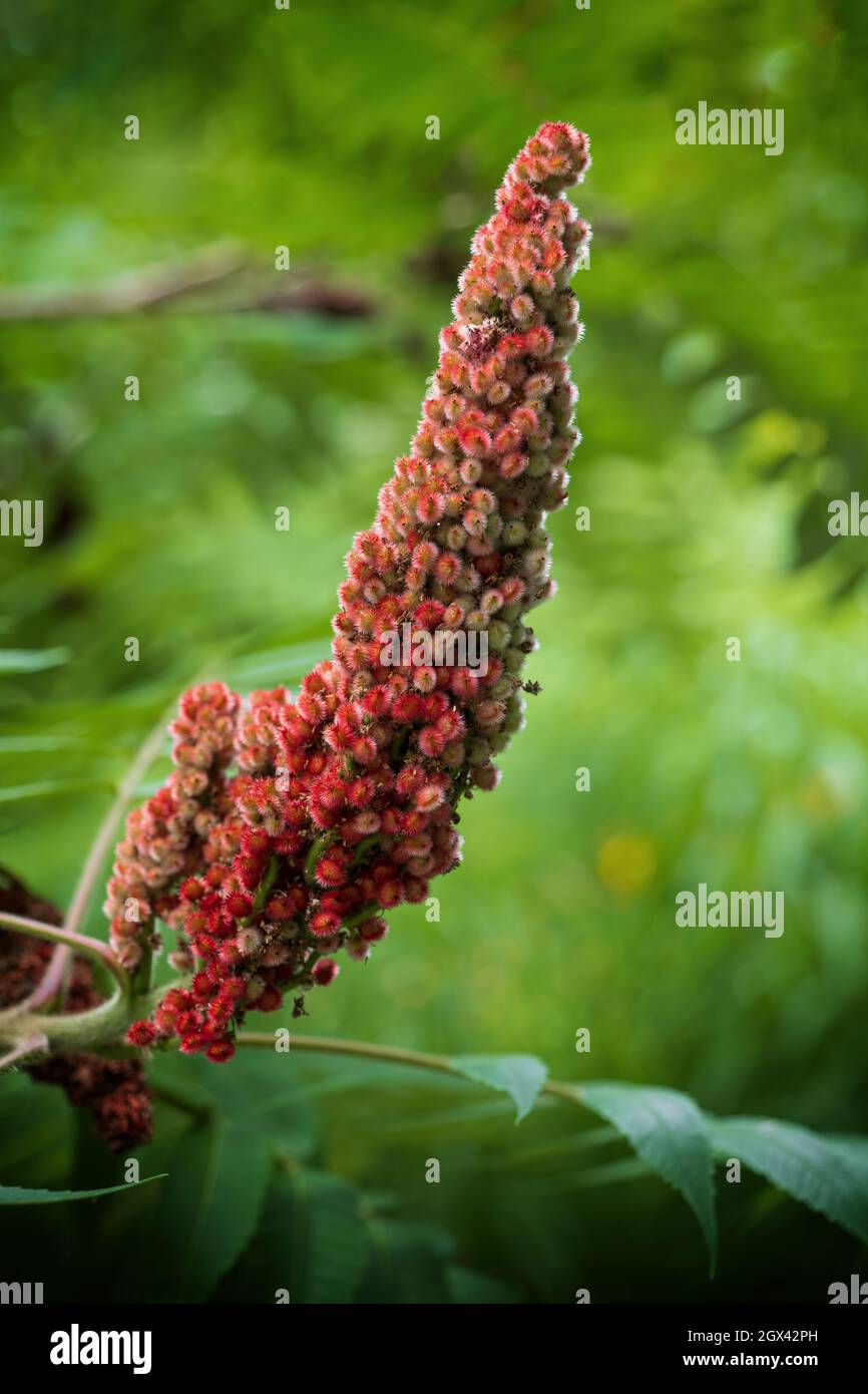 Rhus typhina, gebräuchlicher Name: Staghorn sumac, Laubstrauch (kleiner Baum), blühende Pflanze in der Familie: Anacardiaceae, heimische Region: ost-Nord am Stockfoto