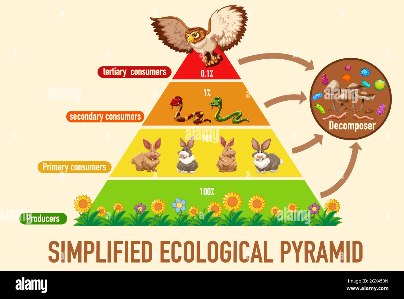 Die Wissenschaft vereinfachte die ökologische Pyramide Stock Vektor