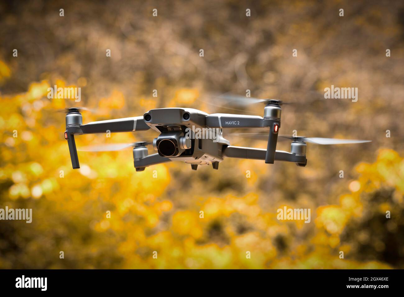 Drohne im Wald Stockfoto