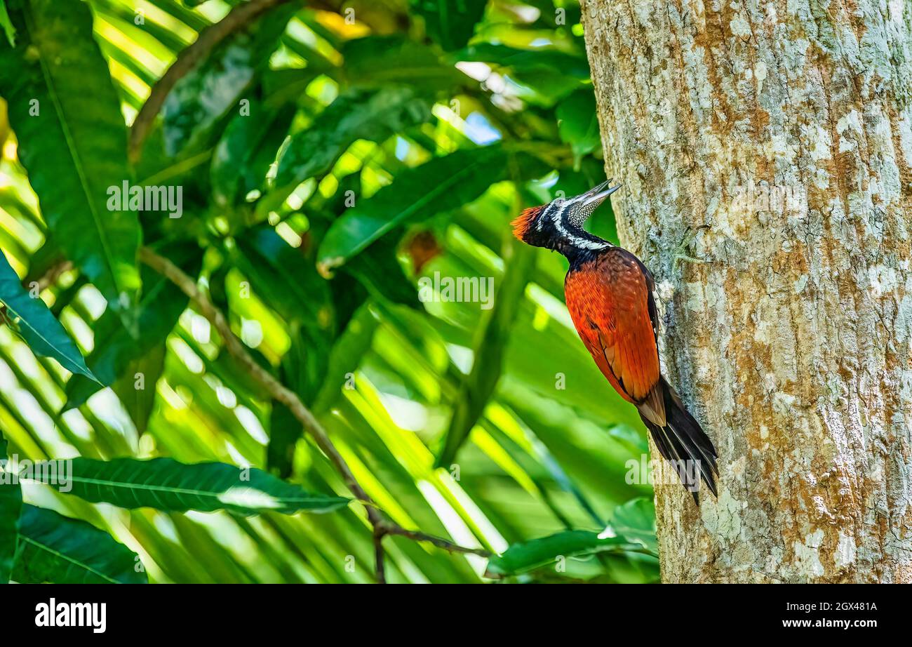 Rot glänzender Vogel. Feuriger Kolibri, Panterpe insignis, ein farbenfroher Vogel, der auf einem Ast sitzt. Berg helles Tier aus Sri Lanka Stockfoto