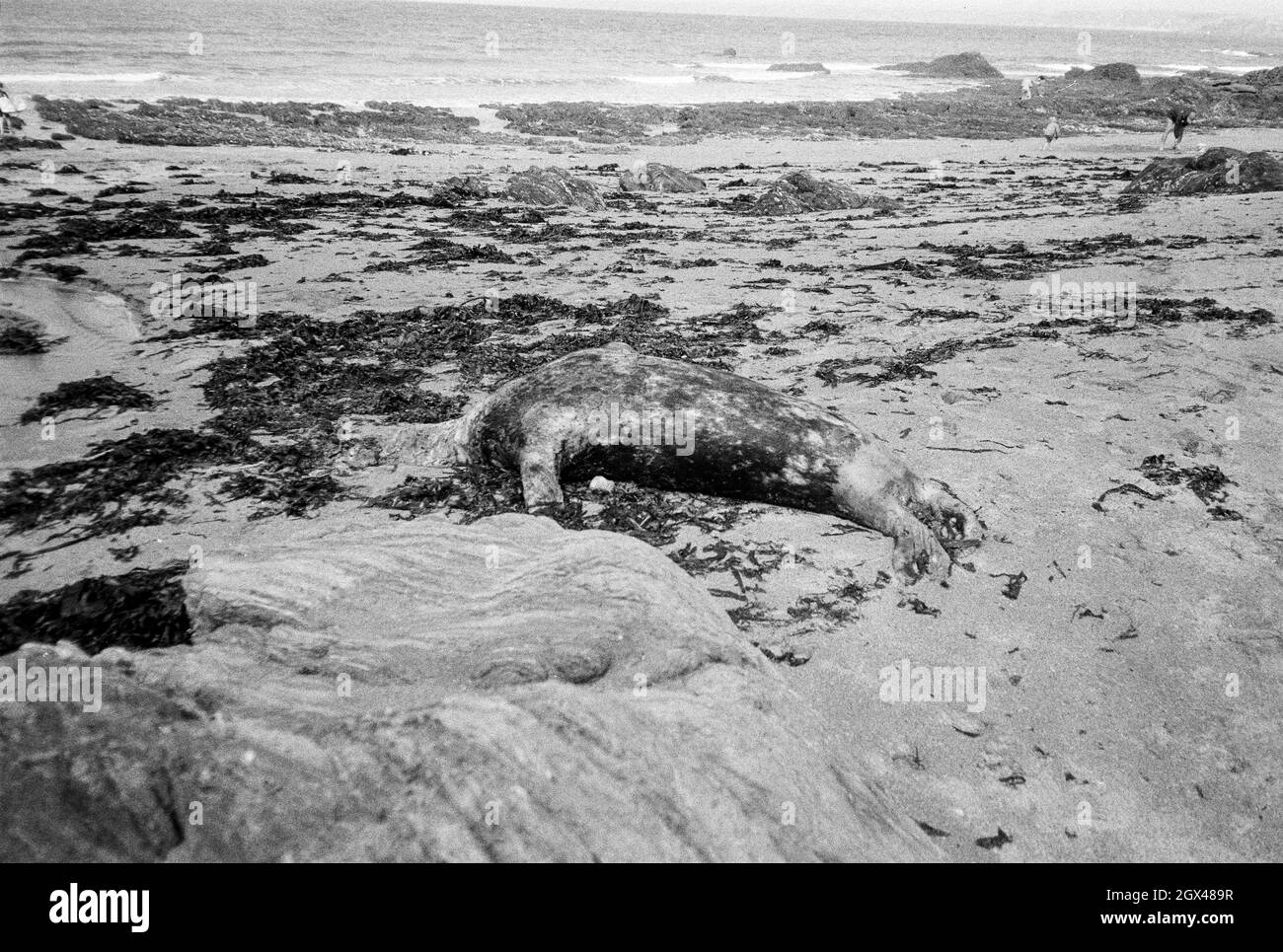 Dead Seal on Mouthwell Beach, Hope Cove, Devon, England, Vereinigtes Königreich. Stockfoto