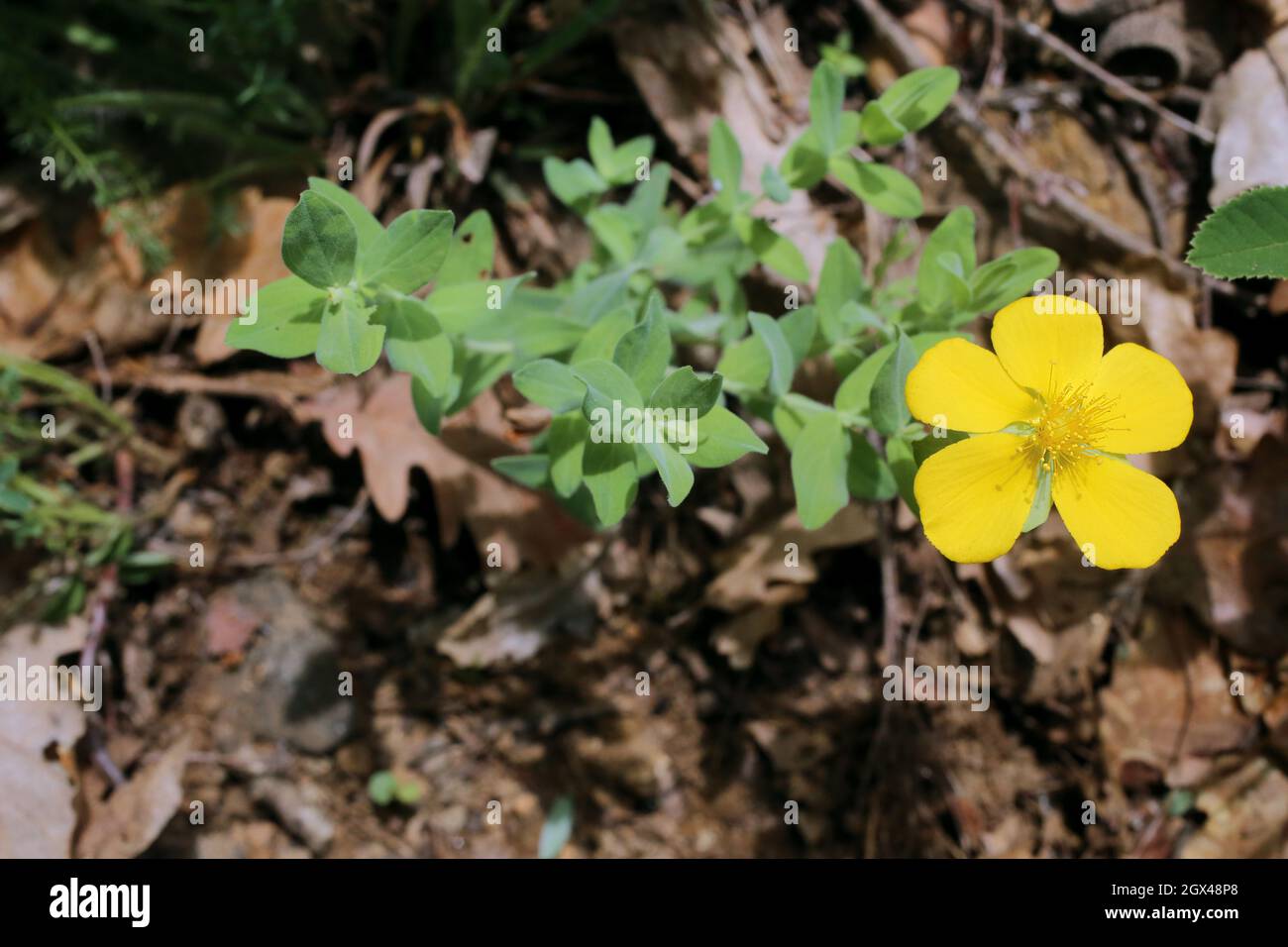 Clusiaceae Stockfotos und -bilder Kaufen - Alamy