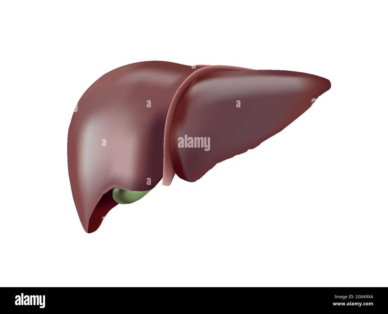Realistische anatomische Vektordarstellung einer gesunden menschlichen Leber mit Gallenblase auf Weiß isoliert Stock Vektor