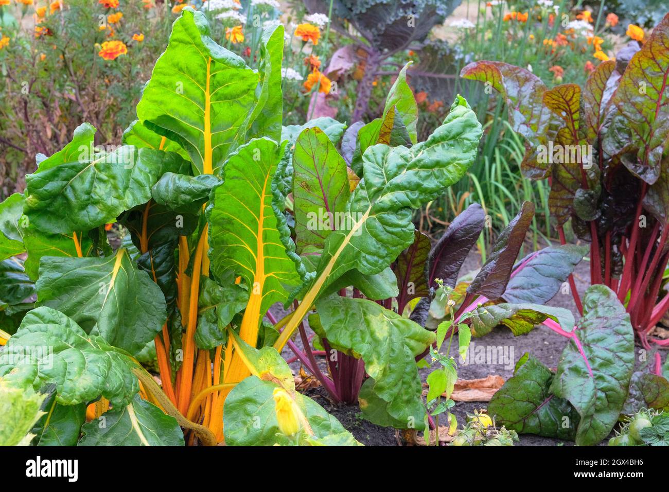 Rüben in der Landwirtschaft und Ernte. Rübenblätter wachsen im rustikalen Garten. Gemüse zu Hause anbauen, Nahaufnahme. Stockfoto