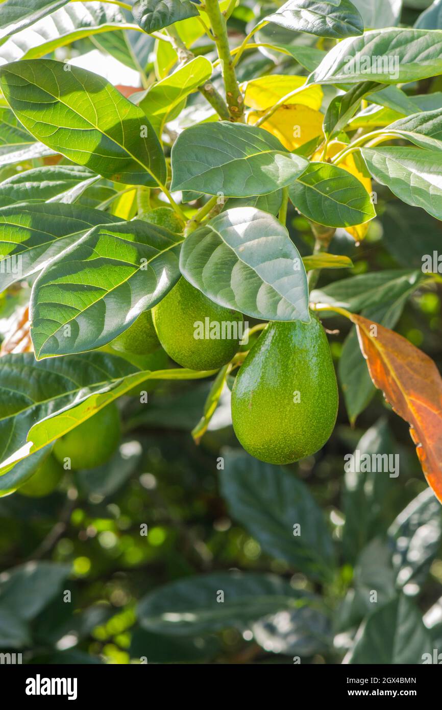Grüne Avocado, Persea americana , Frucht wächst auf Baum, Spanien. Stockfoto