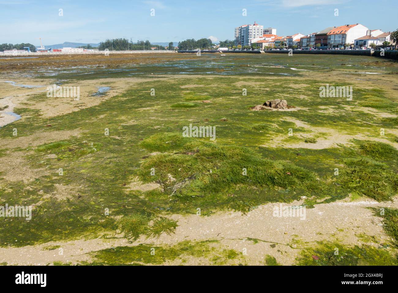 Ría de Arousa, Cambados bei Ebbe, Provinz Pontevedra, Galicien, Spanien. Stockfoto