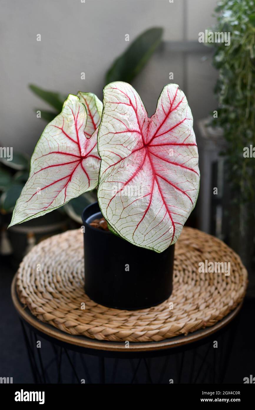 Exotische „Caladium White Queen“-Pflanze mit weißen Blättern und rosa Adern Stockfoto