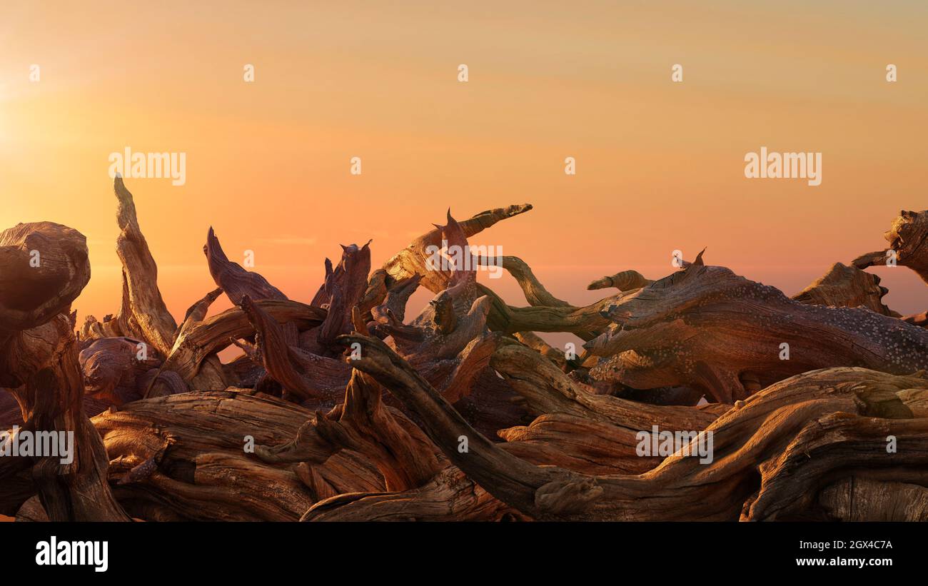 driftwood, Haufen alter Äste bei Sonnenuntergang Stockfoto