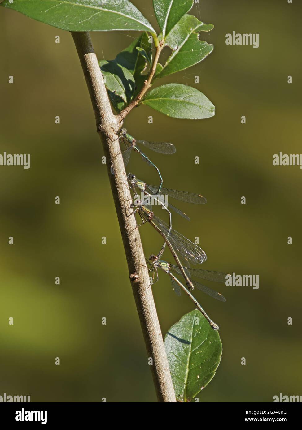 Willow Emerald Damselfly - zwei Paarungspaare Chalcolestes viridis Essex, UK IN001641 Stockfoto