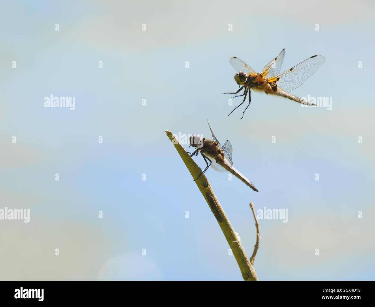 Die Libellula quadrimaculata & Libellula fulva Great Leifhs, Essex, UK IN001943 Stockfoto