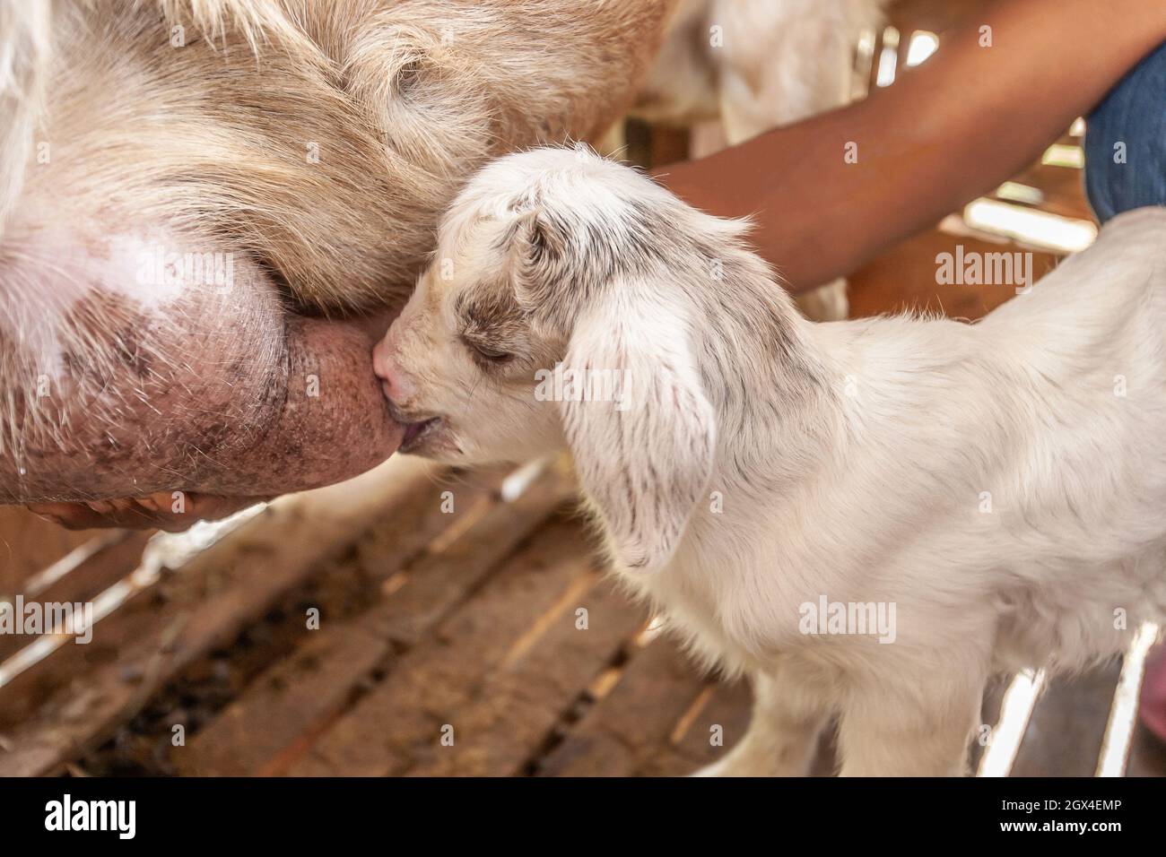 Mutter Ziege Fütterung schönen weißen Kind in Holzunterstand. Nahaufnahme. Selektiver Fokus. Lokaler Bauernhof, Südthailand. Stockfoto