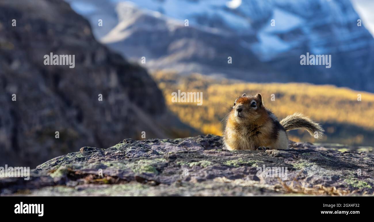 Kleiner Chipmunk auf einem felsigen kanadischen Berg. Stockfoto
