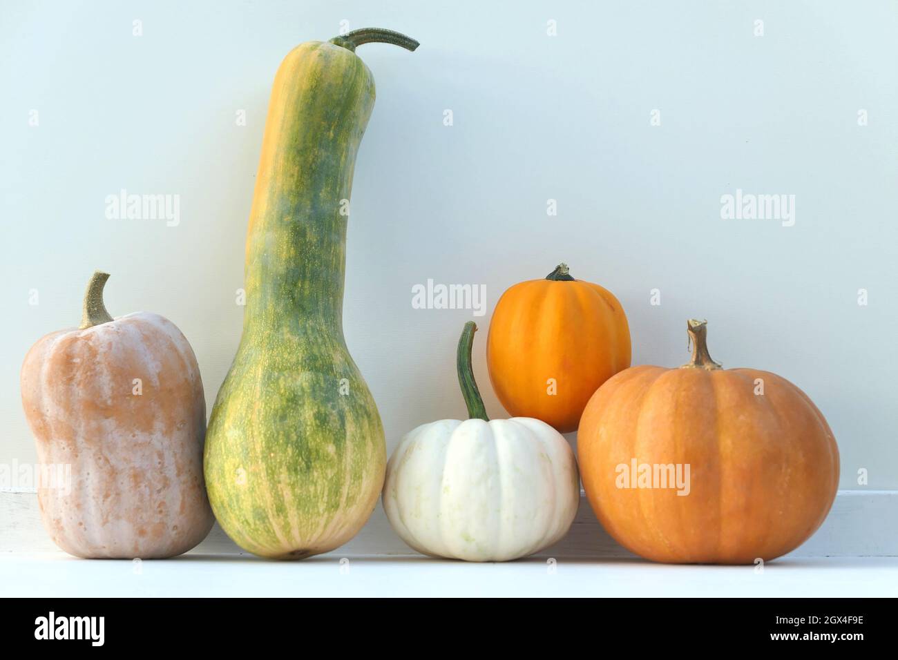 Kürbisse und Kürbisse Herbst Hintergrund. Verschiedene Kürbissorten. Stockfoto