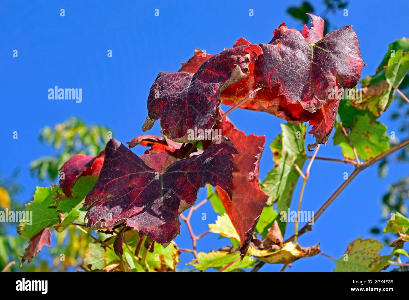 Nahaufnahme auf rostigen rotbraunen Weinrebenblättern auf hellblauem Himmel im Herbst. Stockfoto
