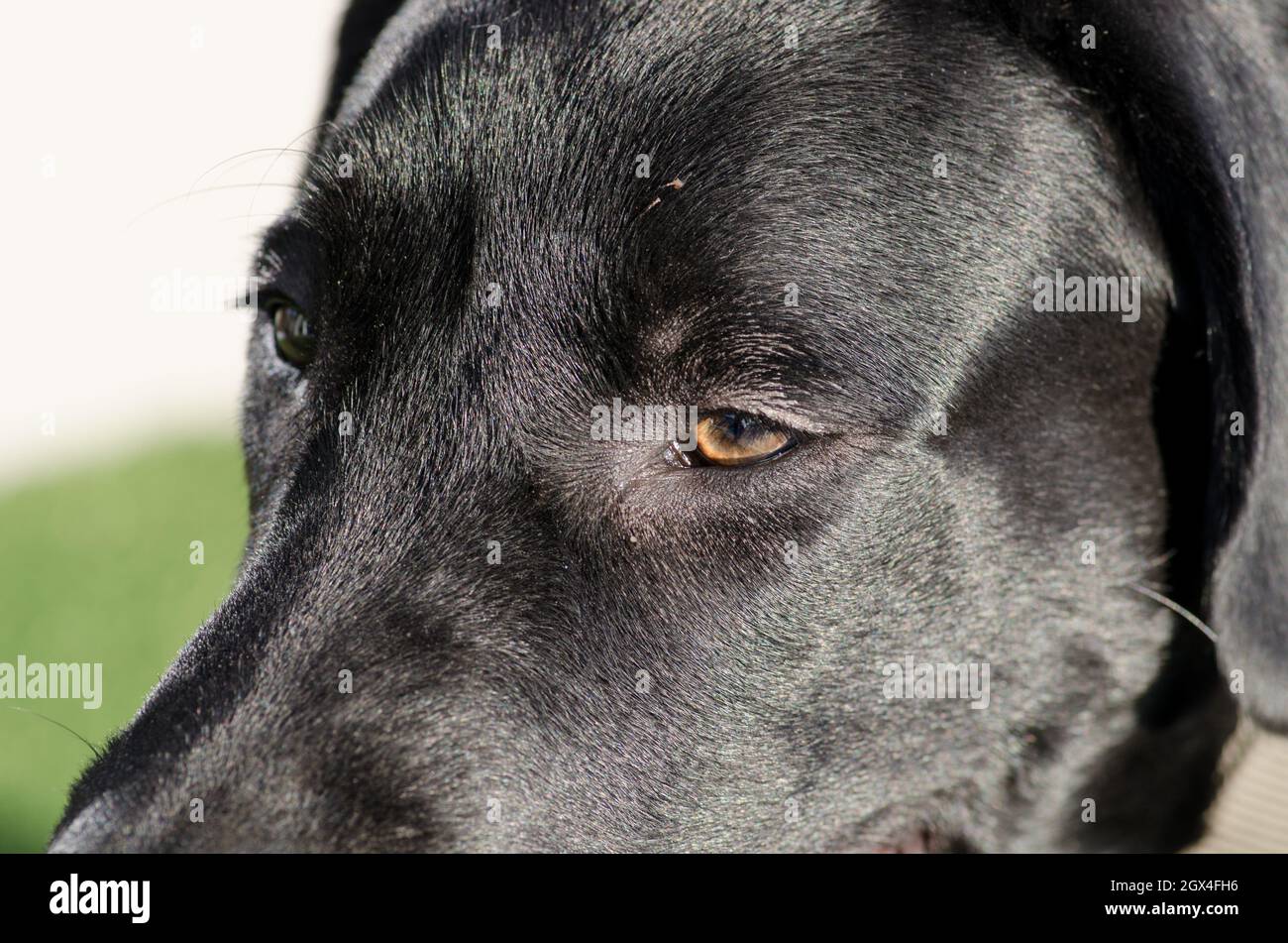 Schwarzer Labrador Retriever Hund, verspielte Nahaufnahme Gesicht und Look, neutraler