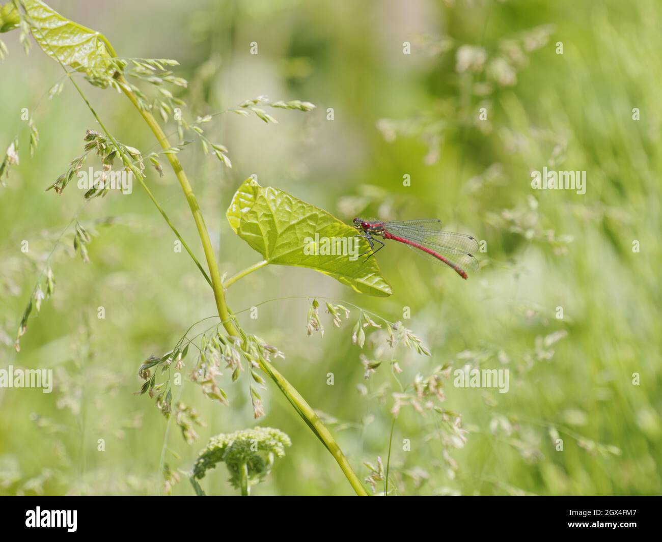 Große rote Damselfliege Pyrrhosoma Nymphula Essex, UK IN002213 Stockfoto