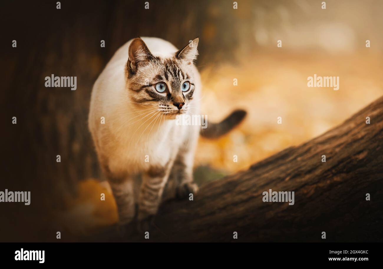 An einem warmen Herbsttag steht auf einem dicken Baumstamm eine schöne tabby Thai Katze mit blauen Augen. Ein Haustier auf einem Spaziergang im September. Stockfoto