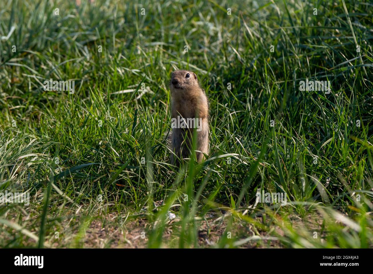 Kleine Nagetier-Gopher, aus der Familie der Eichhörnchen, steht wie ein Pfosten auf seinen Hinterbeinen, inmitten von grünem Gras im natürlichen Lebensraum der wilden Natur im Sommer. Stockfoto