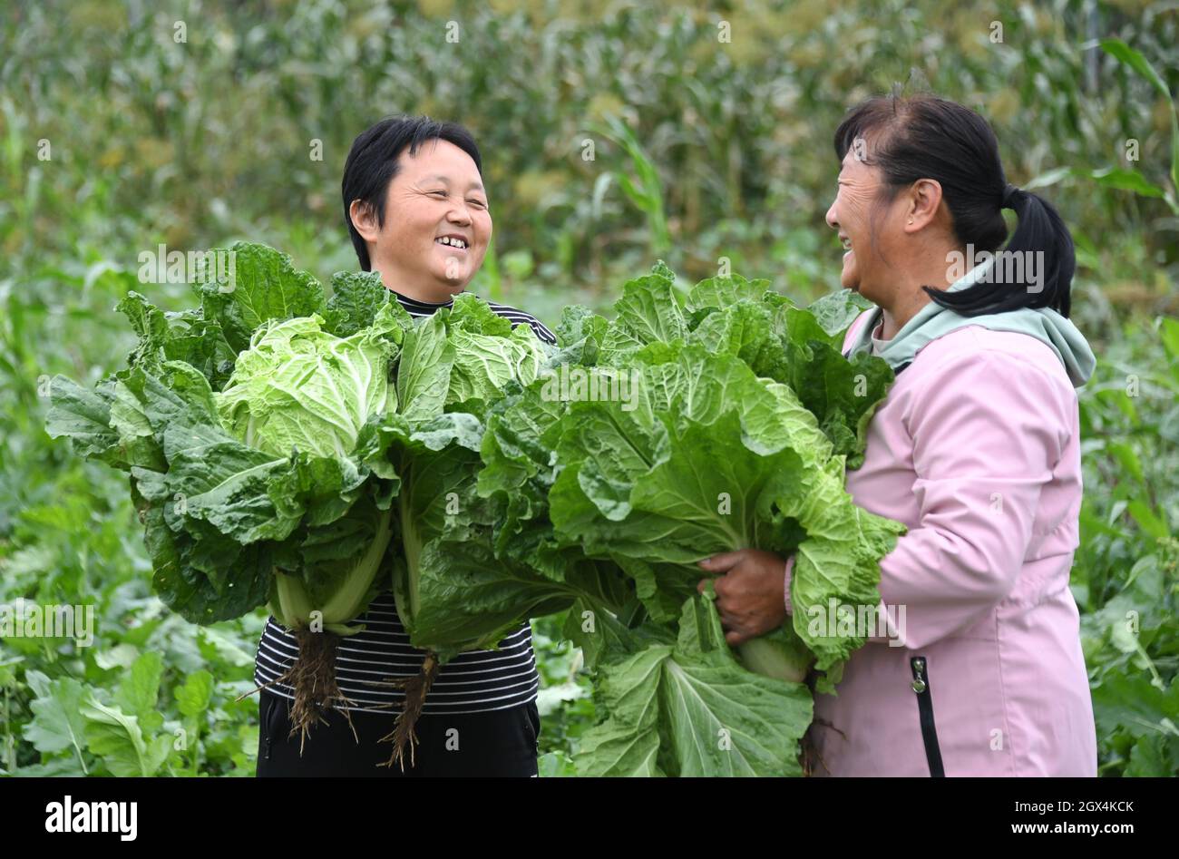 Peking, China. Oktober 2021. Dorfbewohner ernten Kohl auf der "Future Farm" im Dorf Xifangezhuang im Bezirk Pinggu, Peking, Hauptstadt von China, 4. Oktober 2021. Gemüse und Obst in der 'Future Farm' haben in diesem Herbst gut abgeschnitten. Die Farm verfügt über ein intelligentes Managementsystem, in dem intelligente Geräte wie Sensoren zur Erfassung der Daten in Echtzeit für eine genaue Verwaltung eingesetzt werden. Quelle: Ren Chao/Xinhua/Alamy Live News Stockfoto