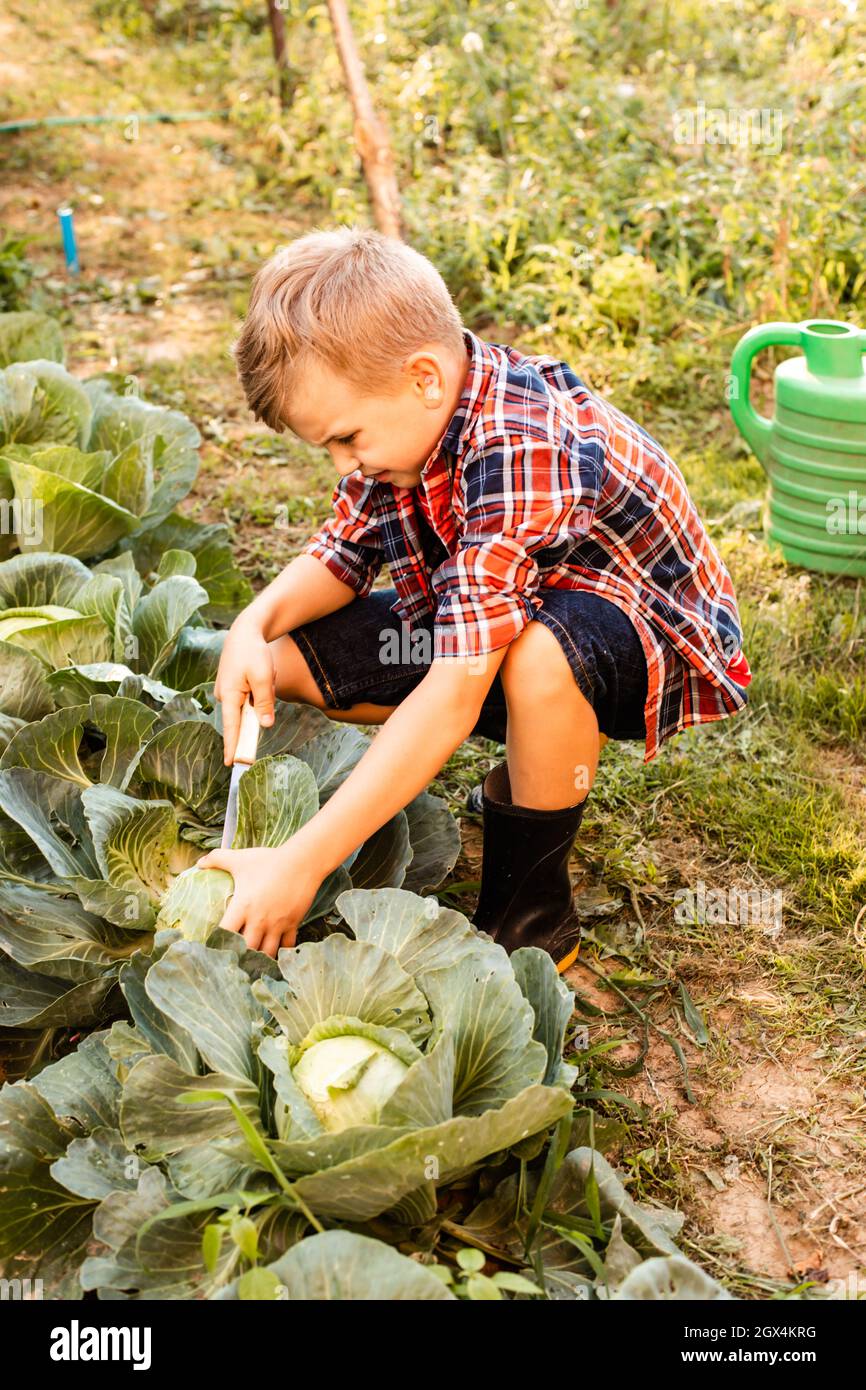 Der Vorschulkinder sammelt mit Ekel Kohl im Gartenbeet Stockfoto