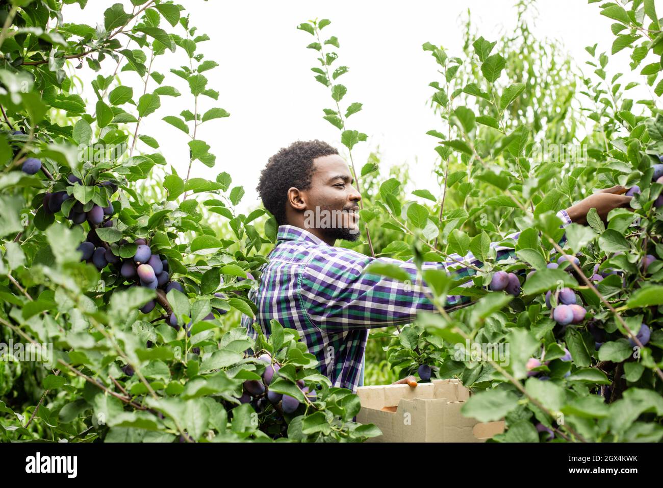 afroamerikanischer Gärtner pflücken reife Pflaumen im Garten Stockfoto