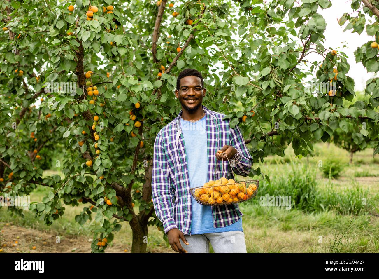 Der Afrikaner steht im Obstgarten und hält einen Korb mit reifen Aprikosen Stockfoto