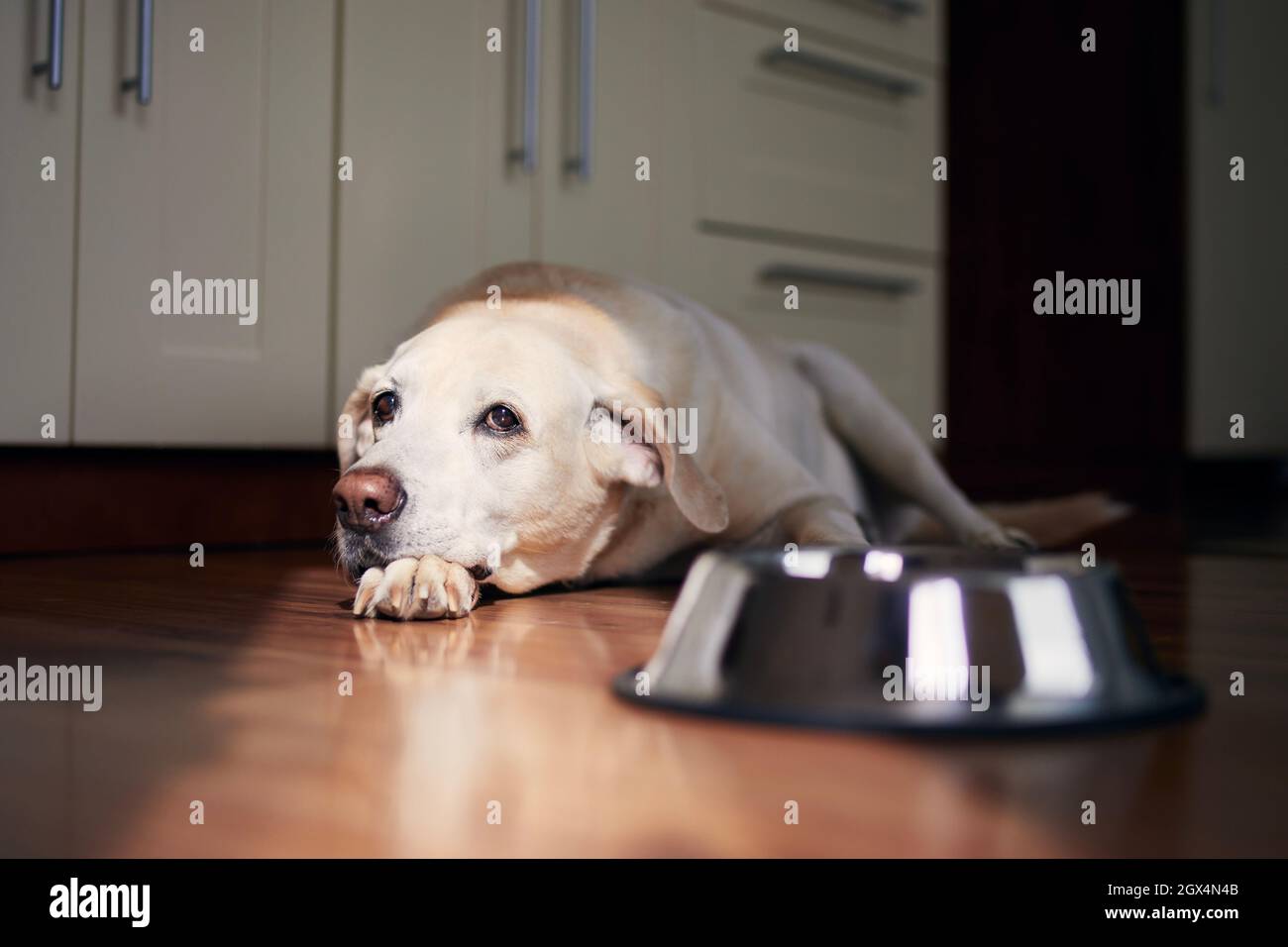 Hund mit traurigen Augen wartet auf Fütterung. Der alte labrador Retriever liegt in der Nähe einer leeren Schüssel in der heimischen Küche. Stockfoto