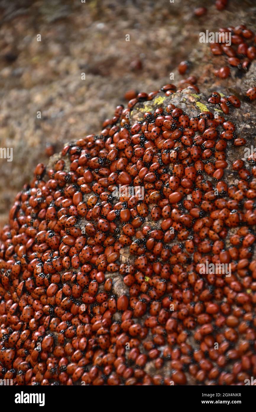 Große Kolonie von Marienkäfer, die im Westen über einen großen Felsen  kriechen Stockfotografie - Alamy