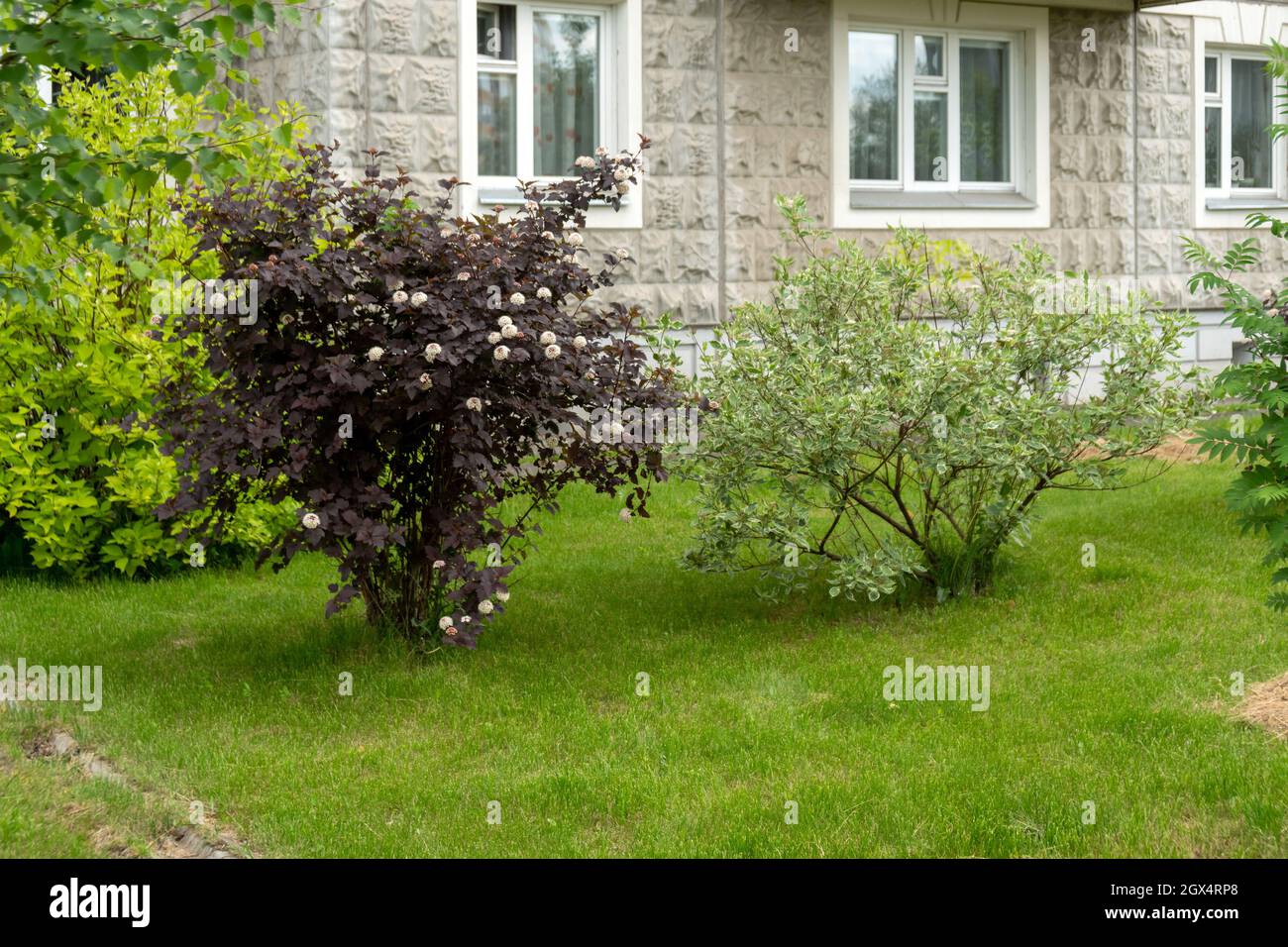 An einem Sommertag wachsen und blühen auf dem gemähten Rasen vor einem Wohnhaus Ziersträucher. Stockfoto