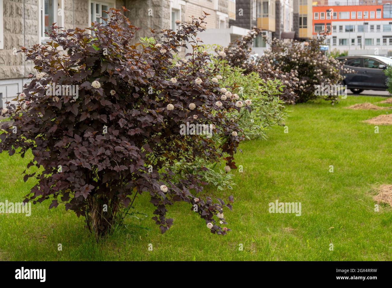 Blühende Büsche der Ziergartenspie, der sich auf einem Summ in der Stadt befindet, wachsen mit dunklen burgunderroten Blättern vor einem Wohngebäude Stockfoto