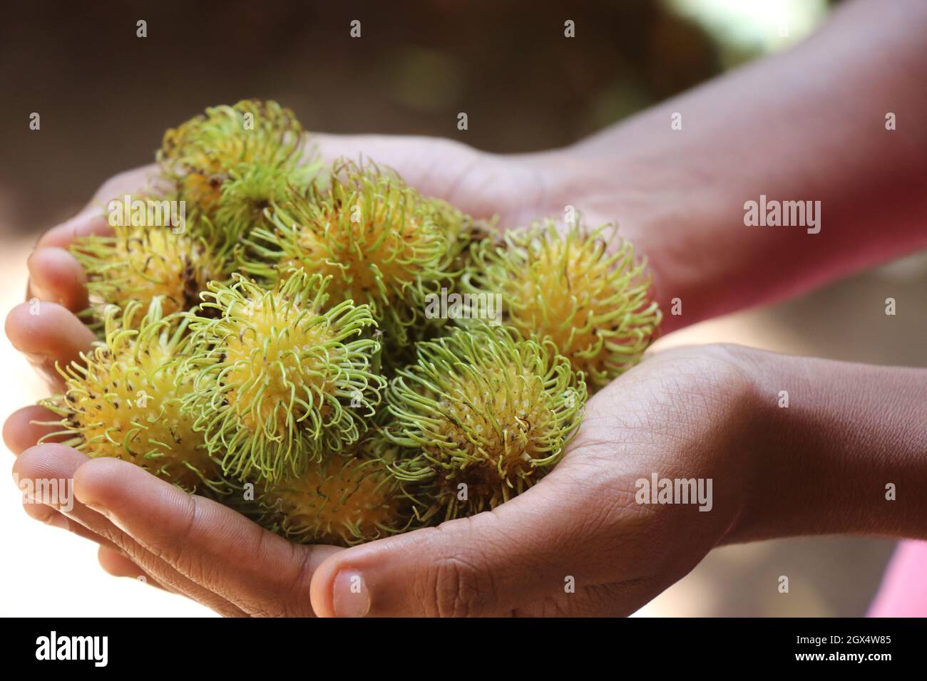 Hand hält eine Gruppe von Rambutan-Früchten, tropische Früchte geerntet, frische Früchte vom Bauernhof Stockfoto