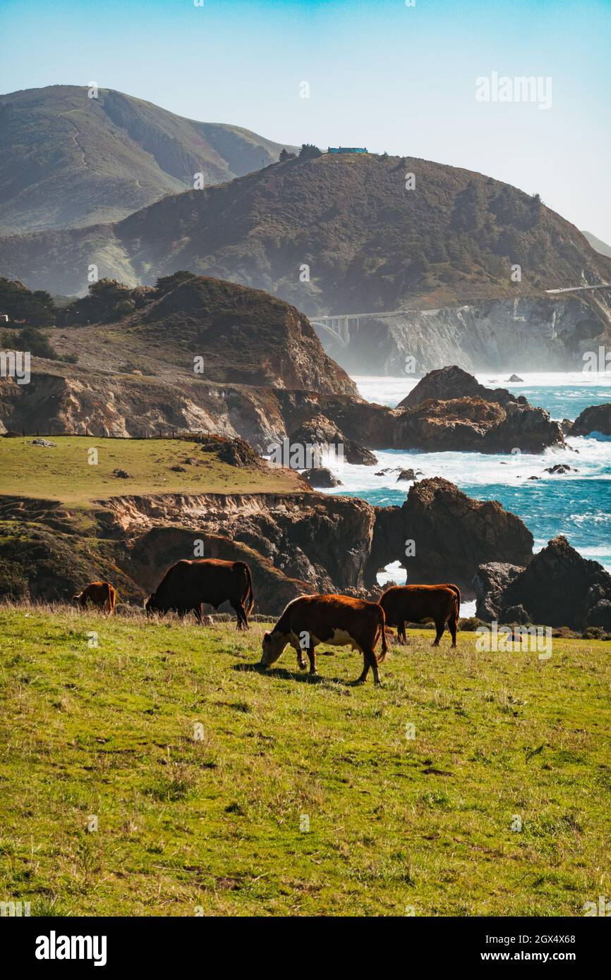 Kühe grasen auf einem Feld neben der State Route 1 in Big Sur, entlang der Pazifikküste des US-Bundesstaates Kalifornien Stockfoto