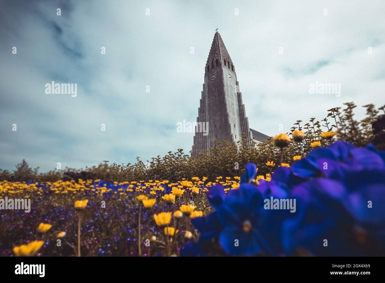 Buntes Panorama auf hallgrimskirkja, majestätische Kirche in Reykjavik, an einem kühlen Sommertag mit schönen Blumen im Vordergrund. Stockfoto