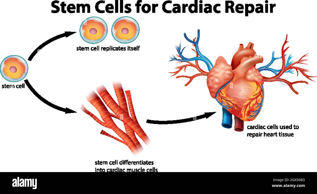 Stammzellen für die Herzreparatur Stock Vektor