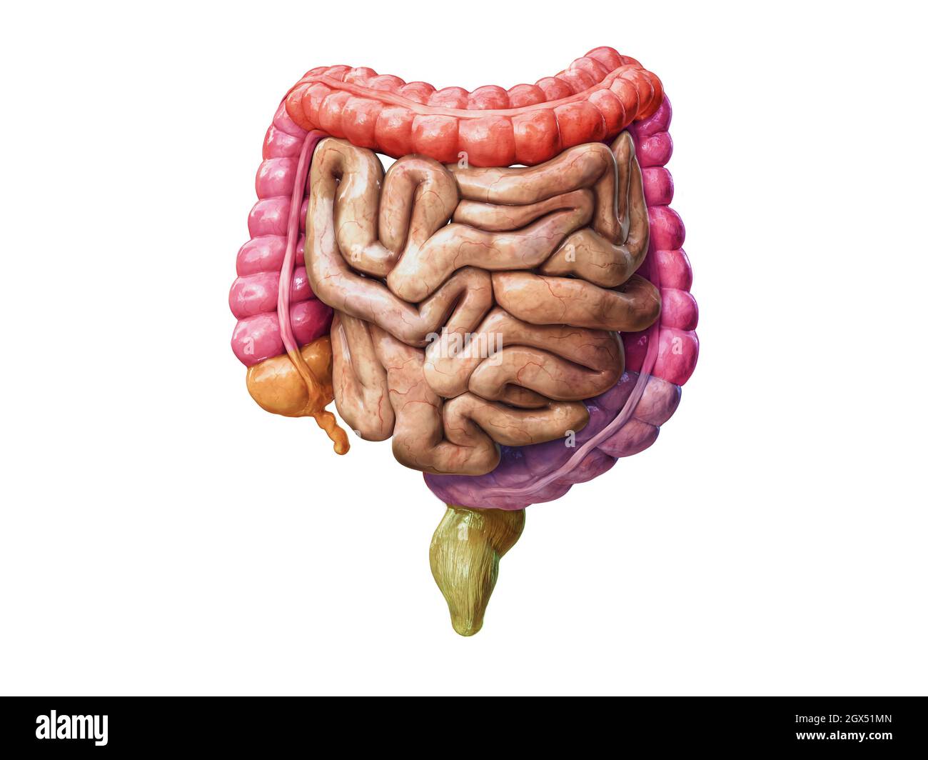 Dickdarm und Dünndarm isoliert auf Weiß. Anatomie des menschlichen Verdauungssystems. MagenDarm Dickdarm und Dünndarm isoliert auf Weiß. Anatomie des menschlichen Verdauungssystems. MagenDarm