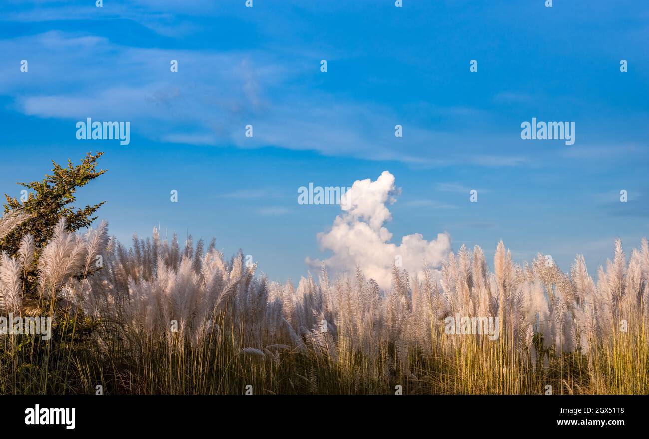 Ein Wald aus Kans Gras oder Katzenblumen unter dem klaren blauen Himmel mit hellem Sonnenlicht Stockfoto