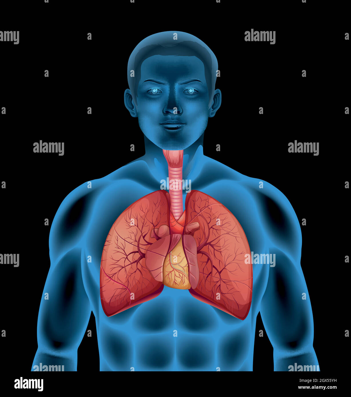Menschliches Atmungssystem Stock Vektor