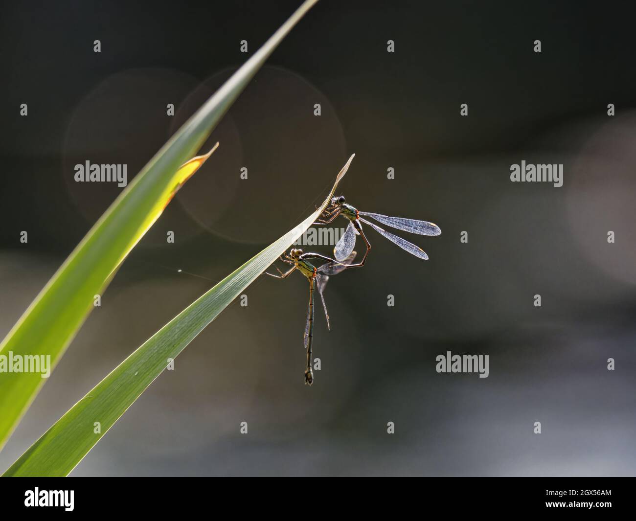 Willow Emerald Damselfly - Paarung Chalcolestes viridis Great Leifhs, Essex, UK IN003236 Stockfoto