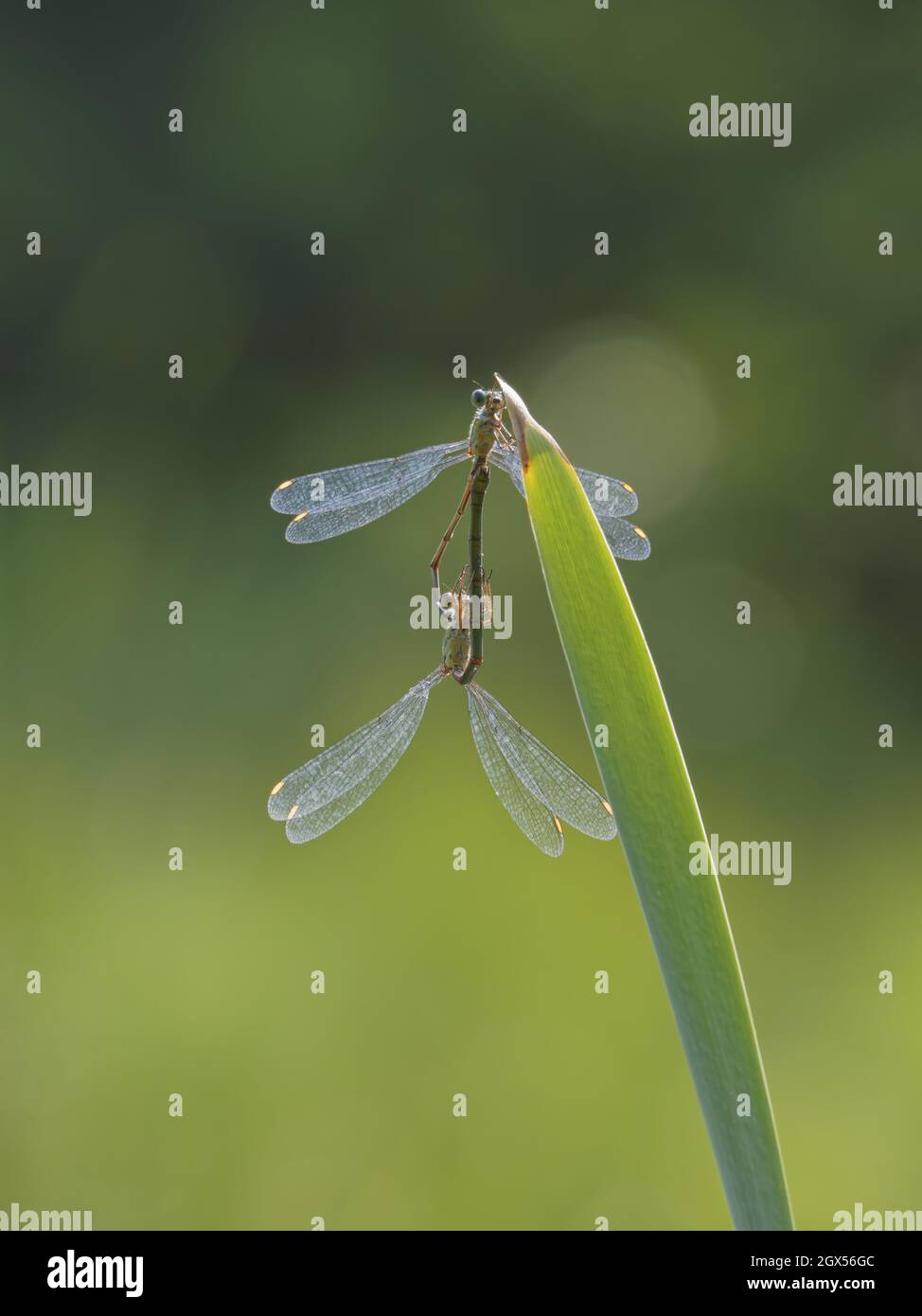 Willow Emerald Damselfly - Paarung Chalcolestes viridis Great Leifhs, Essex, UK IN003251 Stockfoto