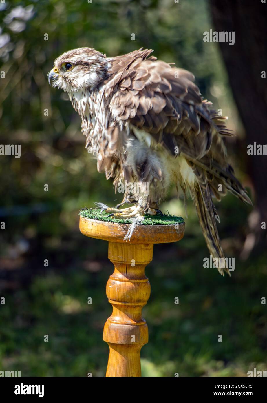 Der Sakerfalke (Falco cherrug) steht auf einem Ständer im Garten Stockfoto