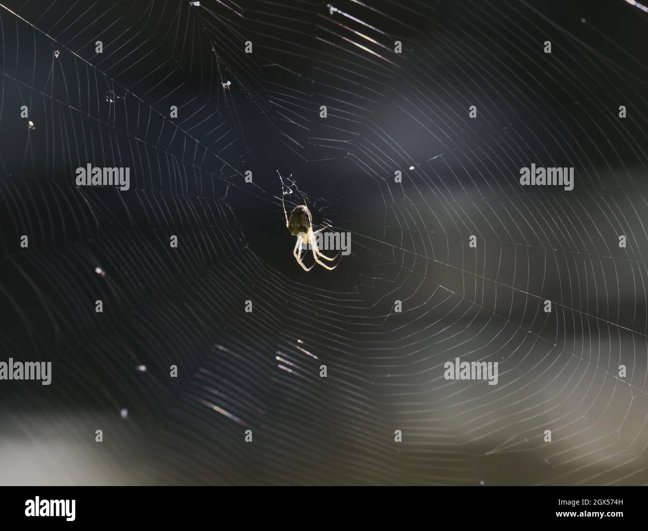 Gewöhnliche Orb Weaver Spider - im Netz Metellina segmentata große Leifchen, Essex, UK IN003508 Stockfoto