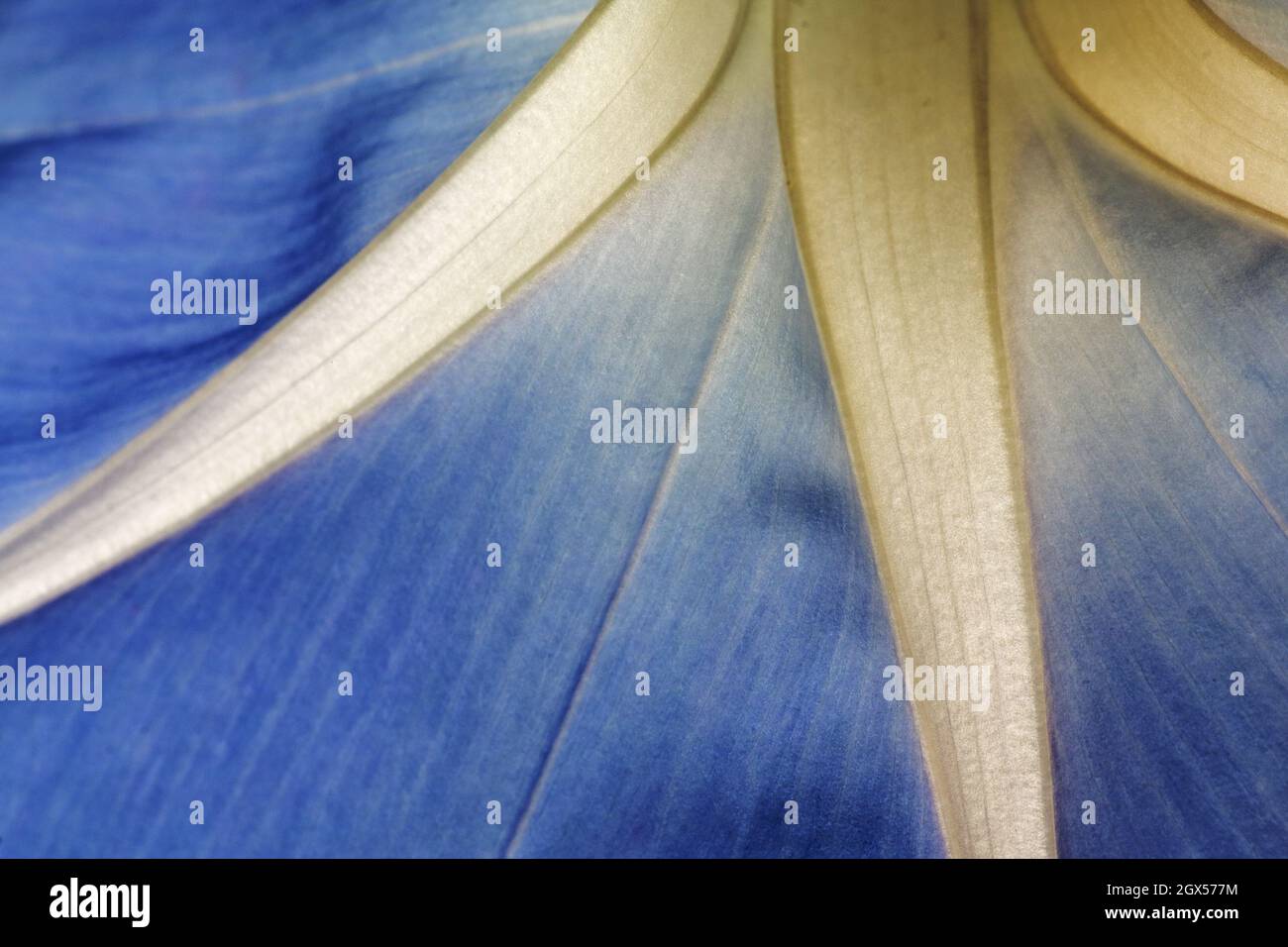 Blue Petunia - Nahaufnahme Gartenanlage Essex, UK PL002363 Stockfoto