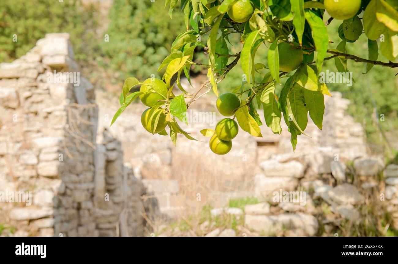 Zitrusgarten in verlassenen traditionellen Dorf in Zypern. Ast von Orangenbaum mit grünen Früchten im Sommer mit Steinruinen in out of Focus backgroun Stockfoto