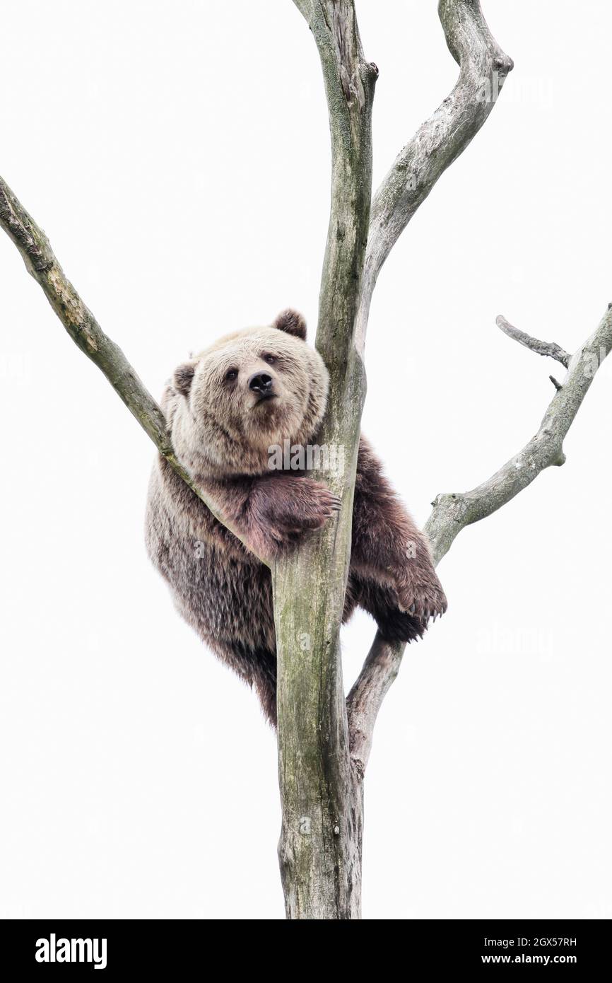 Junge Braunbären in einem Baum Stockfoto