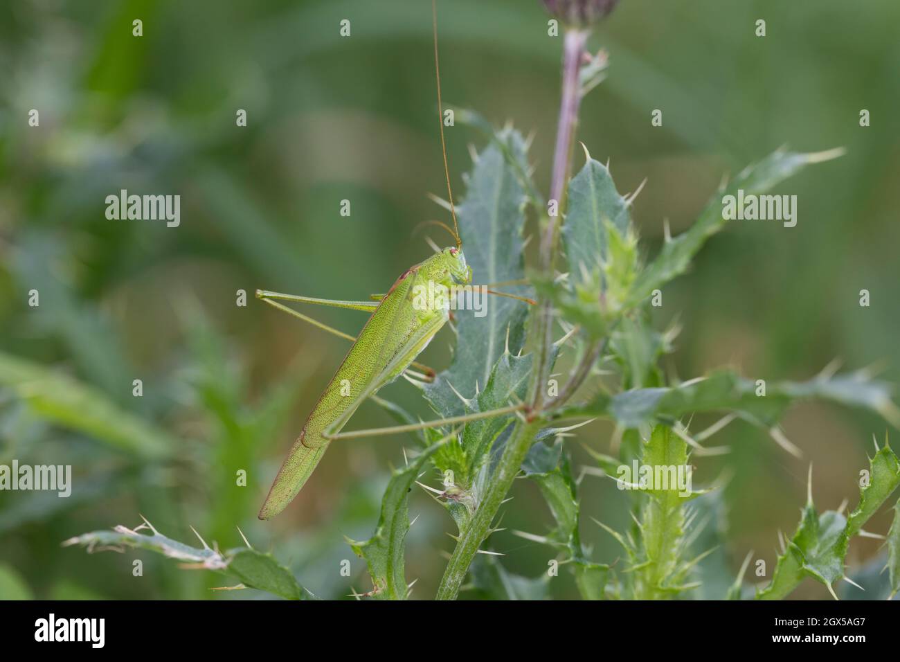 Sichelschrecke, Gemeine Sichelschrecke, Phaneroptera falcata, sichelhaltiges Bush-Cricket, sichelhaltiges Bush-Cricket, Phanéroptère commun, Sichelsch Stockfoto