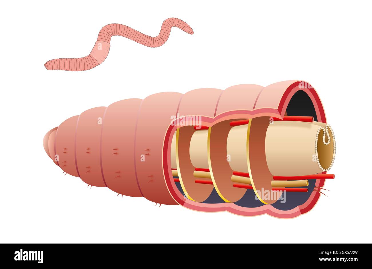 Das Regenwurmseptum ist eine Membran, die flexibel genug ist, um die inneren Muskeln zusammenziehen zu können Stockfoto
