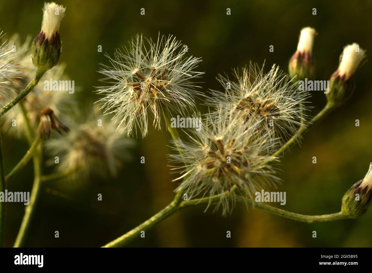 Nahaufnahme von getrockneten Samen. Chromolaena. Stockfoto