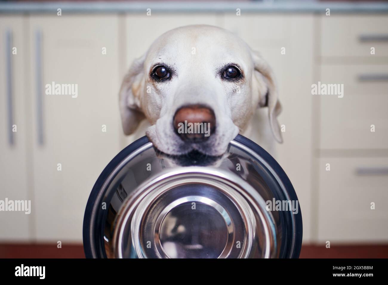 Der niedliche labrador Retriever trägt eine Hundeschale im Mund. Hungriger Hund mit traurigen Augen wartet in der heimischen Küche auf die Fütterung. Stockfoto